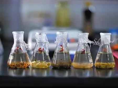 醬腌菜中亞硝酸鹽的快速檢測 醬腌菜中亞硝酸鹽的快速檢測